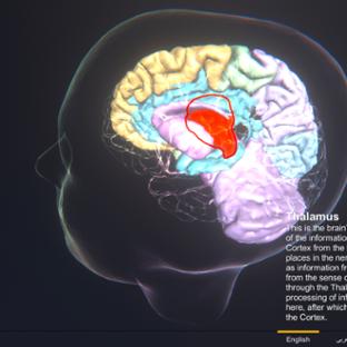 Brain Atlas App - Screenshot English version