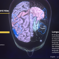 Brain Atlas - Spanish version